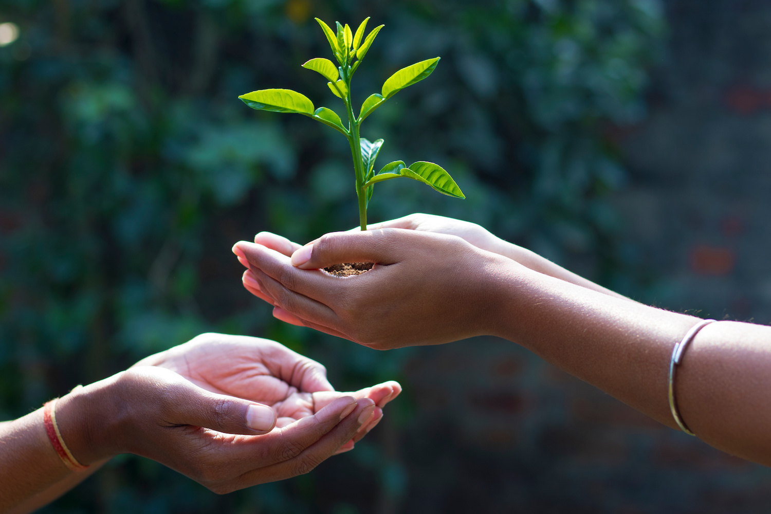 people exchanging a tea tree plant